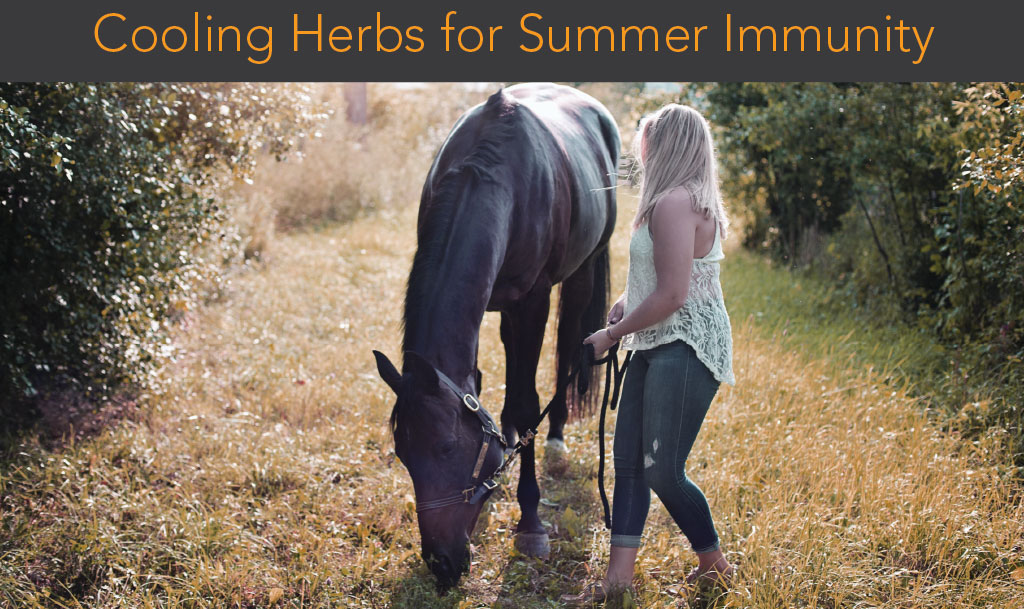Cooling Herbs for Summer Immunity