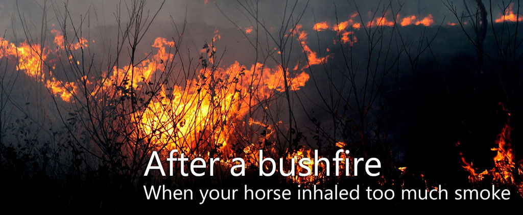 After a bushfire