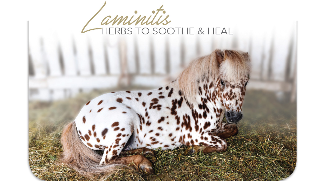 Laminitis herbs to heal - Country Park